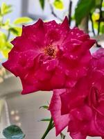 Macro of a bright red rose and sparkling water drops. photo