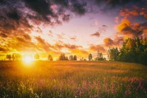 puesta de sol o amanecer en un campo con salvaje altramuces y flores silvestres y dramático nublado cielo en Hora de verano. Clásico película estético. foto