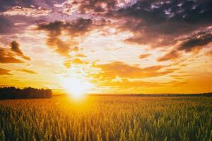 Sunset or dawn in a rye or wheat field with a dramatic cloudy sky during summertime. Aesthetics of vintage film. photo