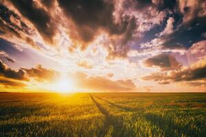 Sunset or dawn in a rye or wheat field with a dramatic cloudy sky during summertime. Aesthetics of vintage film. photo