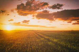 puesta de sol o amanecer en un centeno o trigo campo con un dramático nublado cielo durante Hora de verano. estética de Clásico película. foto