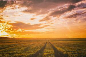 puesta de sol o amanecer en un centeno o trigo campo con un dramático nublado cielo durante Hora de verano. estética de Clásico película. foto