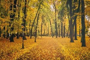 Golden autumn in a city park with trees and fallen leaves on a cloudy day. Vintage film aesthetic. photo