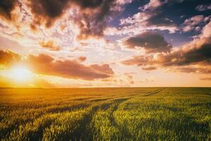 Sunset or dawn in a rye or wheat field with a dramatic cloudy sky during summertime. Aesthetics of vintage film. photo