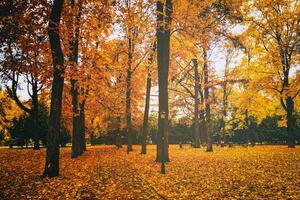 Golden autumn in a city park with trees and fallen leaves on a cloudy day. Vintage film aesthetic. photo