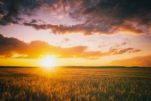 Sunset or dawn in a rye or wheat field with a dramatic cloudy sky during summertime. Aesthetics of vintage film. photo