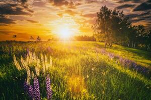 puesta de sol o amanecer en un campo con salvaje altramuces y flores silvestres y dramático nublado cielo en Hora de verano. Clásico película estético. foto