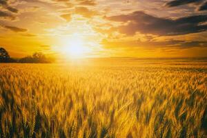 Sunset or dawn in a rye or wheat field with a dramatic cloudy sky during summertime. Aesthetics of vintage film. photo