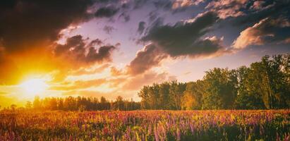 Sunset or sunrise on a field with wild lupines and wildflowers and dramatic cloudy sky in summertime. Vintage film aesthetic. photo