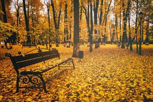 Golden autumn in a city park with trees and fallen leaves on a cloudy day. Vintage film aesthetic. photo