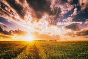 Sunset or dawn in a rye or wheat field with a dramatic cloudy sky during summertime. Aesthetics of vintage film. photo