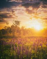 Sunset or sunrise on a field with wild lupines and wildflowers and dramatic cloudy sky in summertime. Vintage film aesthetic. photo