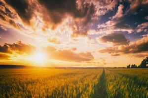 puesta de sol o amanecer en un centeno o trigo campo con un dramático nublado cielo durante Hora de verano. estética de Clásico película. foto