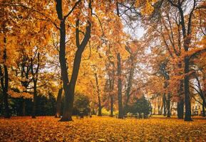 dorado otoño en un ciudad parque con arboles y caído hojas en un nublado día. Clásico película estético. foto