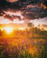 Sunset or sunrise on a field with wild lupines and wildflowers and dramatic cloudy sky in summertime. Vintage film aesthetic. photo