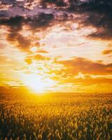 Sunset or dawn in a rye or wheat field with a dramatic cloudy sky during summertime. Aesthetics of vintage film. photo