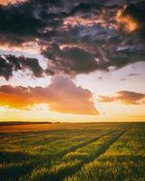 puesta de sol o amanecer en un centeno o trigo campo con un dramático nublado cielo durante Hora de verano. estética de Clásico película. foto