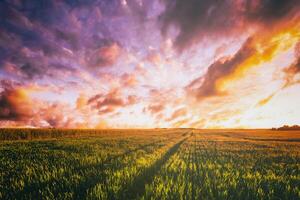 puesta de sol o amanecer en un centeno o trigo campo con un dramático nublado cielo durante Hora de verano. estética de Clásico película. foto