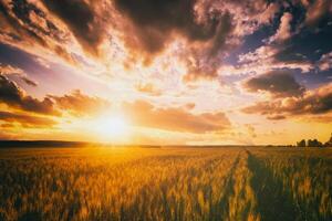 puesta de sol o amanecer en un centeno o trigo campo con un dramático nublado cielo durante Hora de verano. estética de Clásico película. foto