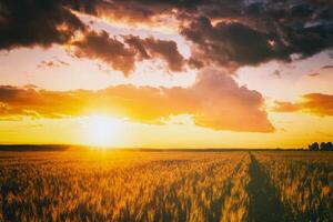 Sunset or dawn in a rye or wheat field with a dramatic cloudy sky during summertime. Aesthetics of vintage film. photo