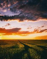 Sunset or dawn in a rye or wheat field with a dramatic cloudy sky during summertime. Aesthetics of vintage film. photo