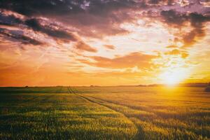 puesta de sol o amanecer en un centeno o trigo campo con un dramático nublado cielo durante Hora de verano. estética de Clásico película. foto