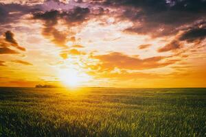 puesta de sol o amanecer en un centeno o trigo campo con un dramático nublado cielo durante Hora de verano. estética de Clásico película. foto