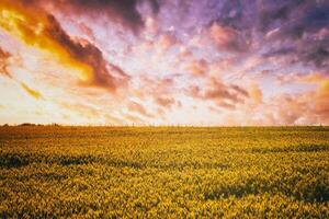 Sunset or dawn in a rye or wheat field with a dramatic cloudy sky during summertime. Aesthetics of vintage film. photo