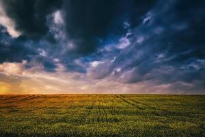 Sunset or dawn in a rye or wheat field with a dramatic cloudy sky during summertime. Aesthetics of vintage film. photo