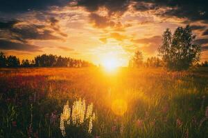 puesta de sol o amanecer en un campo con salvaje altramuces y flores silvestres y dramático nublado cielo en Hora de verano. Clásico película estético. foto