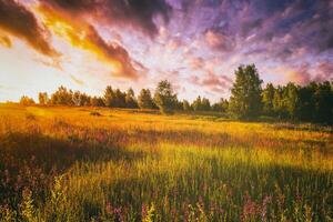 puesta de sol o amanecer en un campo con salvaje altramuces y flores silvestres y dramático nublado cielo en Hora de verano. Clásico película estético. foto