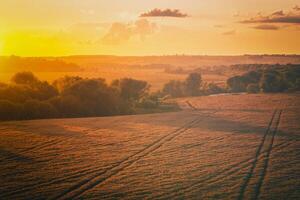 Top view of a sunset or sunrise in an agricultural field with ears of young golden rye. Vintage film aesthetic. photo