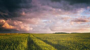 Sunset or dawn in a rye or wheat field with a dramatic cloudy sky during summertime. Aesthetics of vintage film. photo