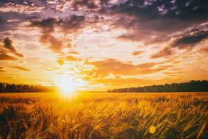 Sunset or dawn in a rye or wheat field with a dramatic cloudy sky during summertime. Aesthetics of vintage film. photo