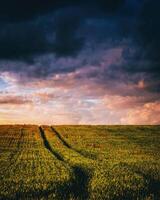 Sunset or dawn in a rye or wheat field with a dramatic cloudy sky during summertime. Aesthetics of vintage film. photo