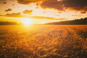 Sunset or dawn in a rye or wheat field with a dramatic cloudy sky during summertime. Aesthetics of vintage film. photo