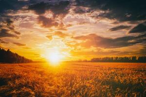 Sunset or dawn in a rye or wheat field with a dramatic cloudy sky during summertime. Aesthetics of vintage film. photo