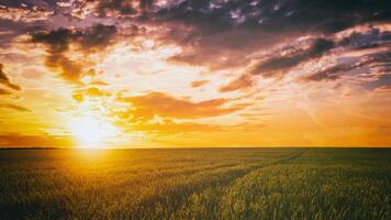 Sunset or dawn in a rye or wheat field with a dramatic cloudy sky during summertime. Aesthetics of vintage film. photo