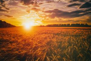 Sunset or dawn in a rye or wheat field with a dramatic cloudy sky during summertime. Aesthetics of vintage film. photo