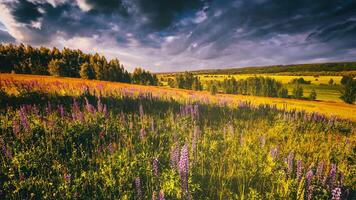 Sunset or sunrise on a field with wild lupines and wildflowers and dramatic cloudy sky in summertime. Vintage film aesthetic. photo