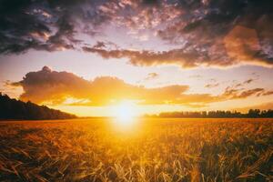 Sunset or dawn in a rye or wheat field with a dramatic cloudy sky during summertime. Aesthetics of vintage film. photo