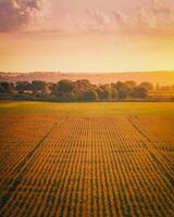 Top view to the rows of young corn in an agricultural field at sunset or sunrise. Vintage film aesthetic. photo