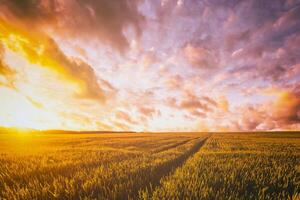 Sunset or dawn in a rye or wheat field with a dramatic cloudy sky during summertime. Aesthetics of vintage film. photo