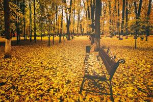 dorado otoño en un ciudad parque con arboles y caído hojas en un nublado día. Clásico película estético. foto