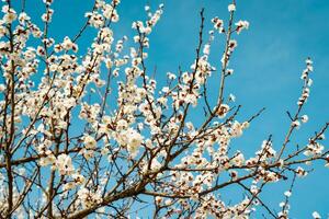 Cherry blossom branches illuminated by sunlight in spring. photo