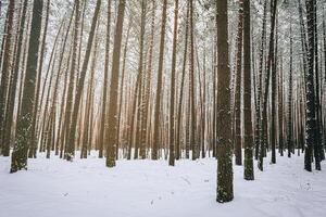 nevada en un pino bosque en un invierno nublado día. pino bañador cubierto con nieve. Clásico película estético. foto