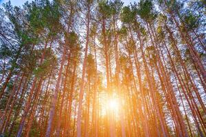 Sunset or sunrise in the spring pine forest covered with a snow. Sunbeams shining through the tree trunks. photo