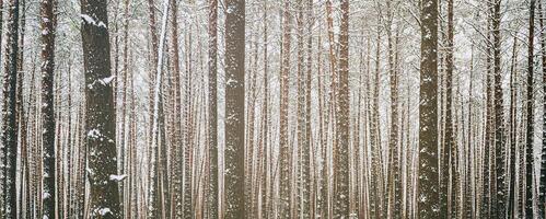 Snowfall in a pine forest on a winter cloudy day. Pine trunks covered with snow. Vintage film aesthetic. photo