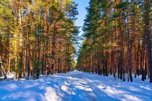 automóvil la carretera mediante un primavera pino bosque cubierto con nieve en un claro soleado día. foto