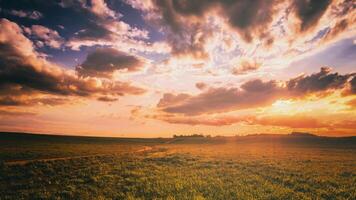 Sunrise or sunset on a field covered with young green grass and yellow flowering dandelions in springtime. Vintage film aesthetic. photo